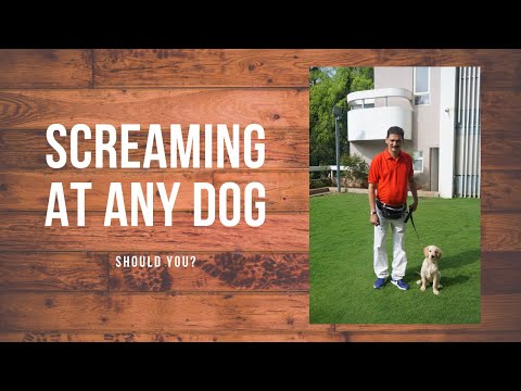 Does screaming or making sharp noises help in training a dog?