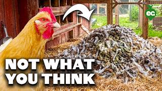 Stop Believing These 7 Backyard Chicken Myths