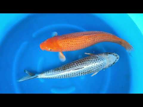 JKS Online Auction: JKS-AC 2025-12-25 - 3Y Red Corn / Kogane x Kabuto 60-62 cm Females