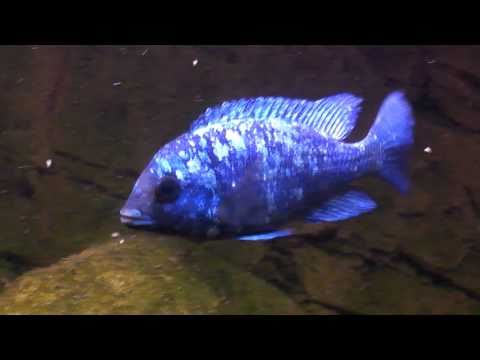Placidochromis phenochilus Tanzania