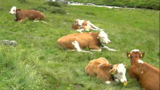 "Mein Ahrntal"  Liedvideo mit Fotos vom Toul!