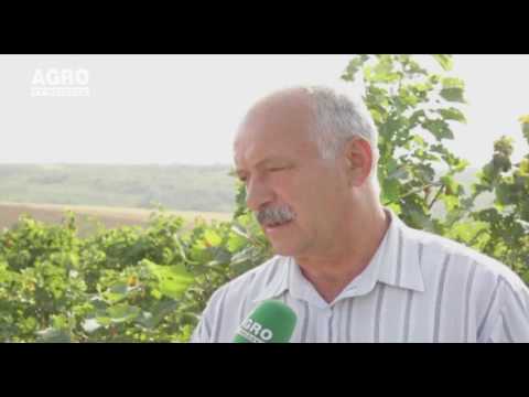 Viile ar mai avea nevoie de o ploaie