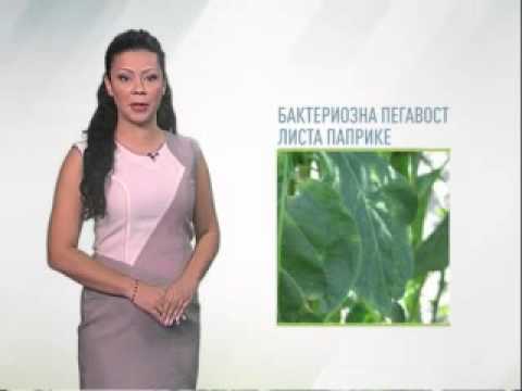 Zelena prognoza 29.8.2014. - Stanje u proizvodnji paprike