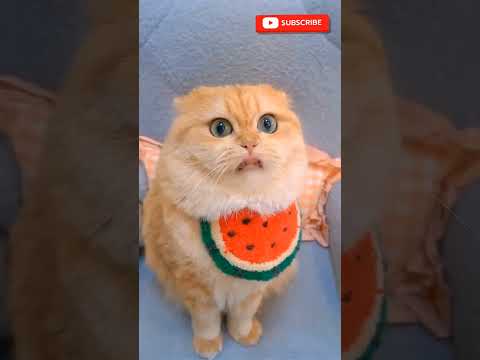 CUTE CATS  #shorts #youtubeshorts #funny #cartoon #memes #ytshorts