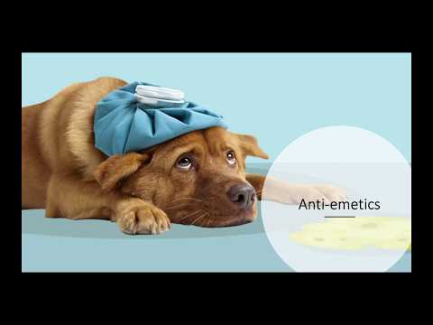 download lagu mp3 mp4 Natural Antiemetic For Dogs, download lagu Natural Antiemetic For Dogs gratis, unduh video klip Natural Antiemetic For Dogs