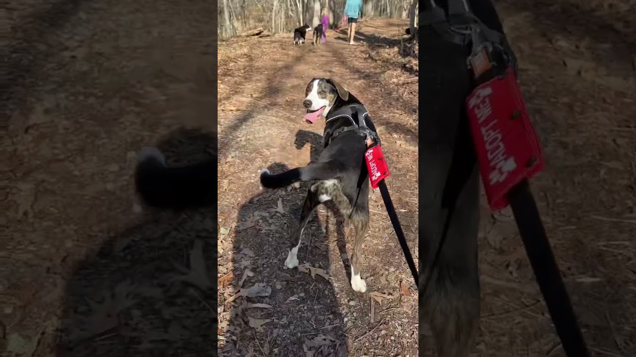 Enlarge Mallory, a ADOPTABLE mixed breed in Pottstown, PA video 2/2