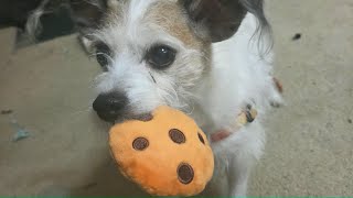 Random Tuesday Vlog | Lani'sLife 
