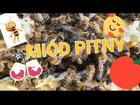 Robimy miód pitny 🐝- trójniak 🍎