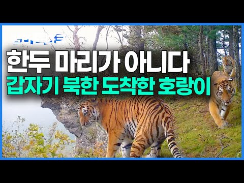 30마리 남았던 한반도 호랑이가 돌아온다. 갑자기 600마리로 불어난 호랑이가 결국 북한까지｜시베리아 야생 호랑이 자연 다큐｜다큐프라임｜#골라듄다큐