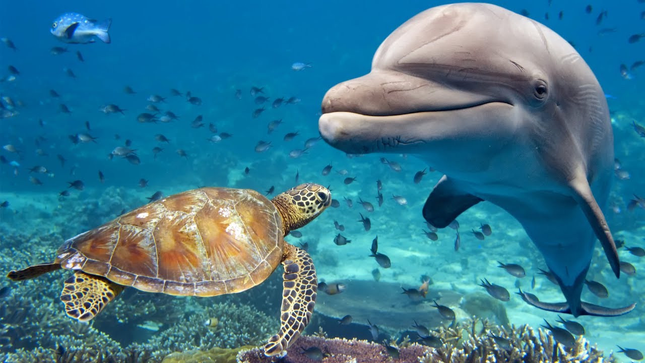 Curiosidades das Ilhas Maldivas que provavelmente você não sabia!!