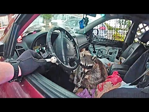 Police Find Raccoon With Meth Pipe in its Mouth During Ohio Traffic Stop