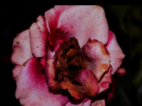 Marchita El Alma - Oscar Chávez
