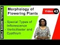 Special Types of Inflorescence - Verticillaster & Cyathium | Morphology | NEET & XI | Neela Bakore