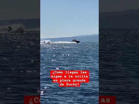 Contaminación lago Villarrica llegan así orilla #chile #pucon #araucania #nomaslanchasymotosenpucon