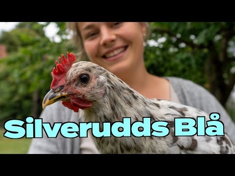 , title : 'Silverudds Blå: Familienfreundliche Hühnerrasse, Geheimtipp mit blau-grünen Eiern 220+/a'