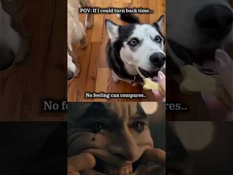 Sad dog moments 💔 If I could turn back time. #dogs #shorts #animals