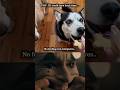 Sad Dog Moments If I Could Turn Back Time Dogs Shorts Animals