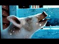 Spring Pig See First Snowfall Scene