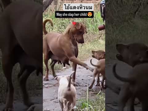 ไม่่ให้กินนมแล้วโวยวาย #goldenretriever #goldenretreiver #pets #retreiver #goldenretreivers #funny