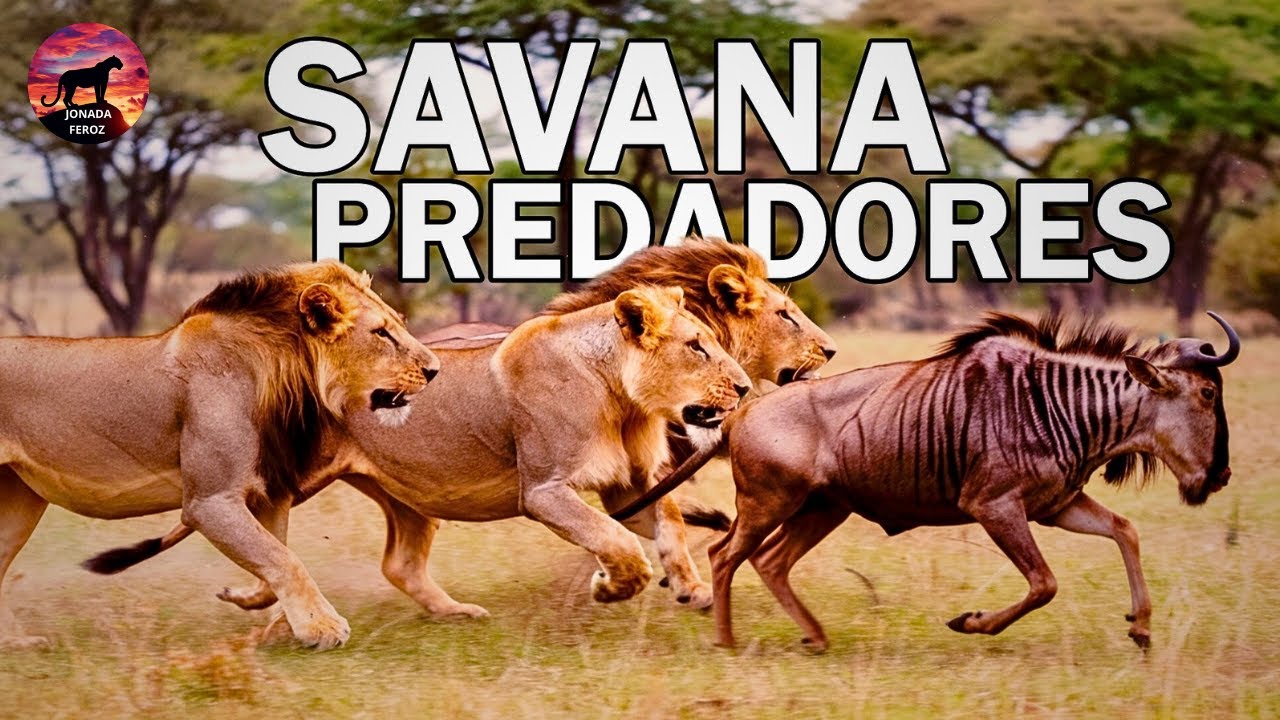 SOVEREIGNS OF THE SAVANNAH | The Wildlife of Africa's Apex Predators | Animals Documentary