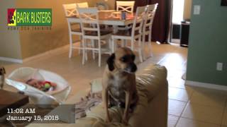 3 Puggles - Dog Training of Fort Myers - Patrick Logue