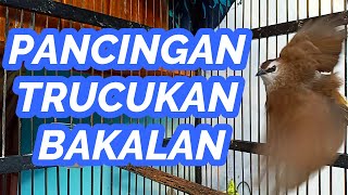 Download lagu Masteran dan Pancingan Trucuk Bakalan, Untuk Trucuk Stres dan Macet Bunyi mp3 Download lagu Masteran dan Pancingan Trucuk Bakalan, Untuk Trucuk Stres dan Macet Bunyi mp3