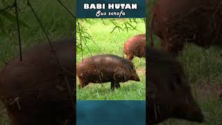 Download lagu Suara babi sebagai pertahanan diri #shorts #short #babihutan #boars #wildboar #bagong mp3