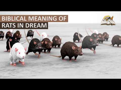 Biblical Meaning of RATS in Dream - Find Out Dreams About Rats