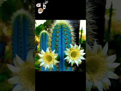 , title : '150 Rare Types Of Cactus || Cacti || Flowers Of Cactus || Beauty of Deserts