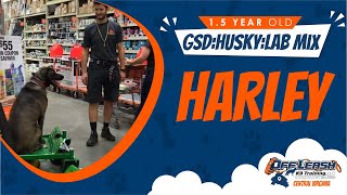 Download Lagu 1 5 yo GSD:Husky:Lab Mix Harley | Best RVA dog training | Off Leash K9 Training Thumbnail
