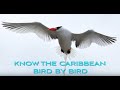 Caribbean Birding Trail Know The Caribbean Bird By Bird