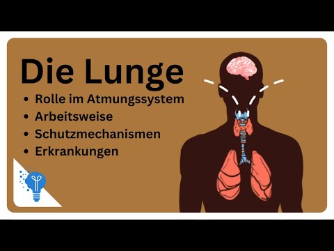 Jeder Atemzug zählt: Die Lunge | Anatomie2Go