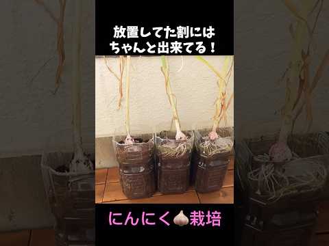 園芸 トルキスタンニンニク、広葉観賞用ニンニク