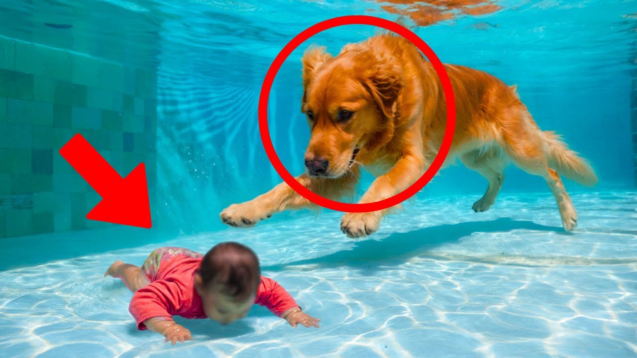 ABANDONED DOG Sees a Baby in Danger, and Its Reaction Leaves Everyone in Shock