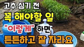 고추모종 심기전 꼭 해야할일 "이렇게" 하면 튼튼하고잘자라요 고추모종 경화시키기 마그네슘비료영양제 뿌리발근제
