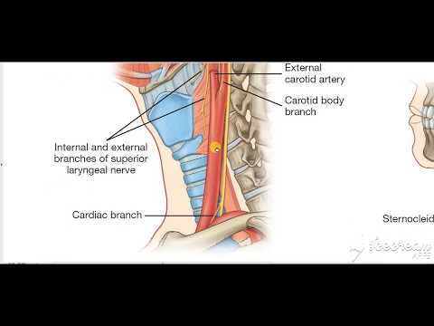 External Carotid Relations 5