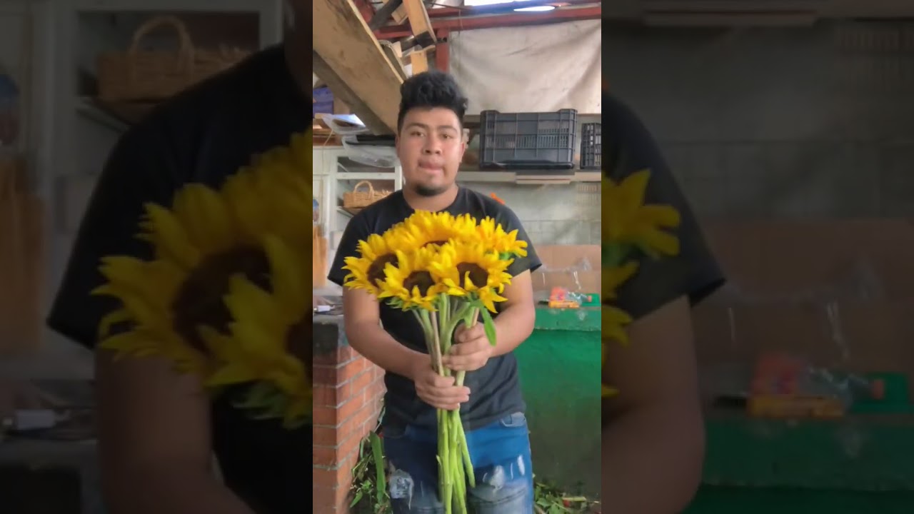 haciendo un ramo de girasoles