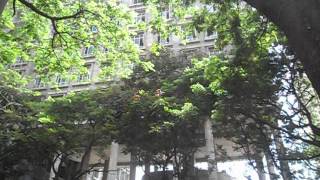 Mimosa and Mirabilis