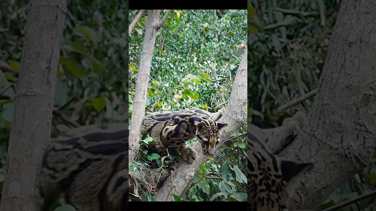 Meet the Stunning Clouded Leopard! 🐆✨...#shorts #cloudedleopard
