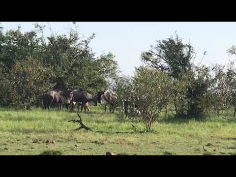Wildebeest Calving in Ol Kinyei   February 28 -2020