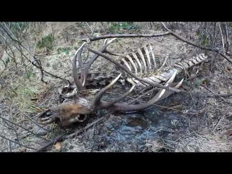 Wieniec Jelenia Byka - Zrzuty