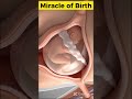 The Miracle of Birth #shorts  #miracleinmotion #baby #pregnant