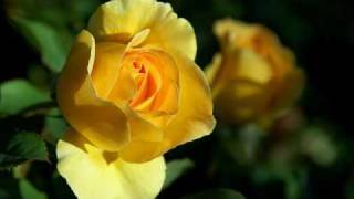 Judy Collins -  The Rose