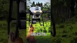Drone leva melhor amigo pra passear.