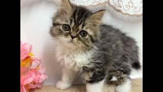 ミヌエットの動画01