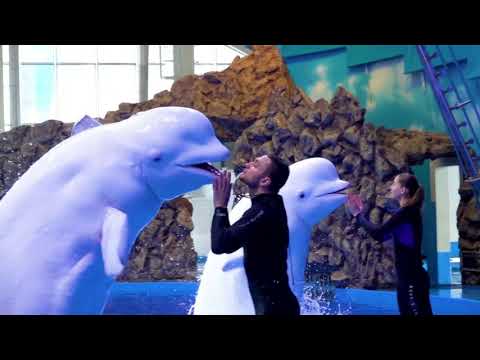 Открытая тренировка в дельфинарии