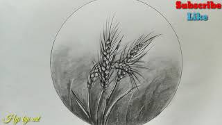 Wheat plant drawing for beginners / step by step wheat crops drawing
