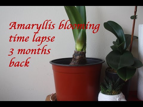 Amaryllis flower blooming time lapse 2019