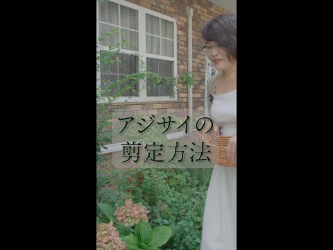 凍ったアジサイを剪定せずに復活させる方法