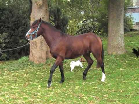 Jopie (v. Valentino)